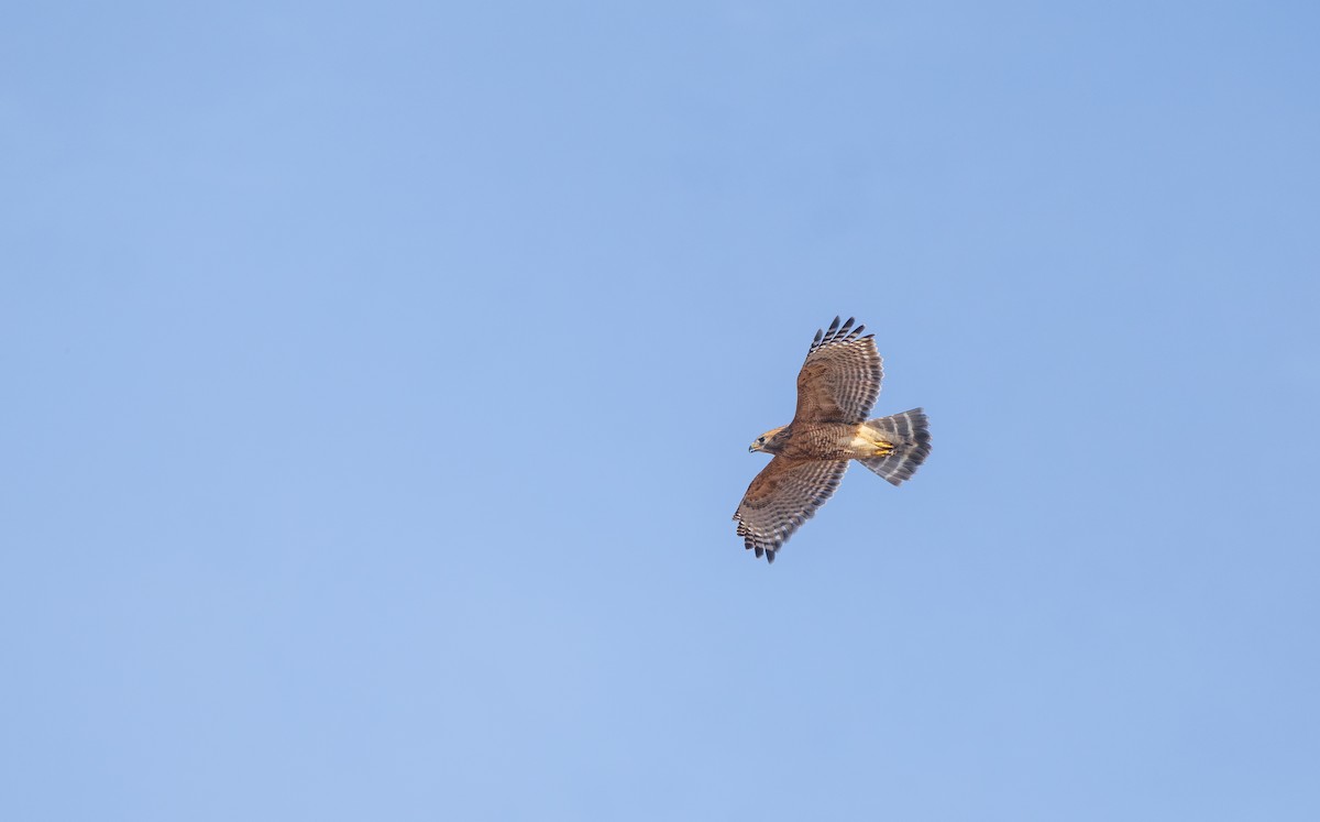 Red-shouldered Hawk - ML631686287