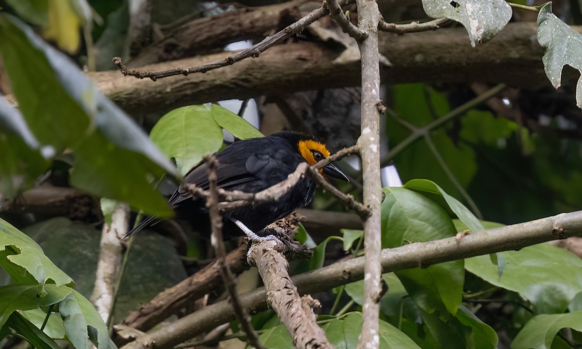 Black-billed Weaver - ML631686348
