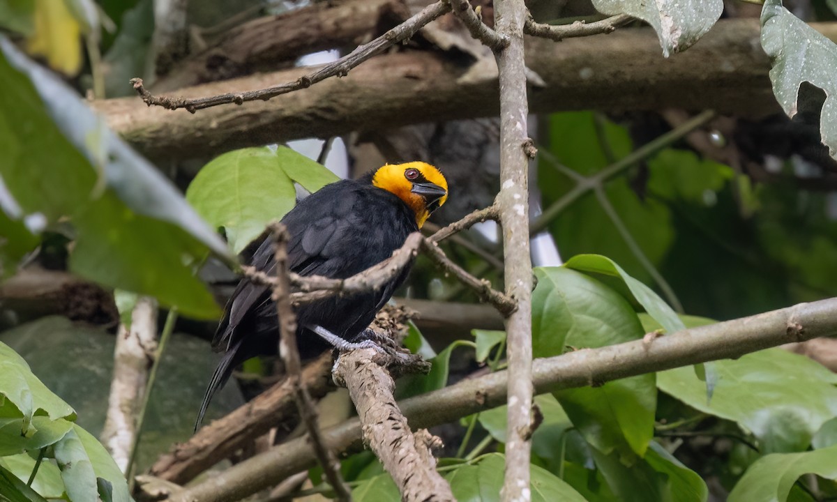 Black-billed Weaver - ML631686350