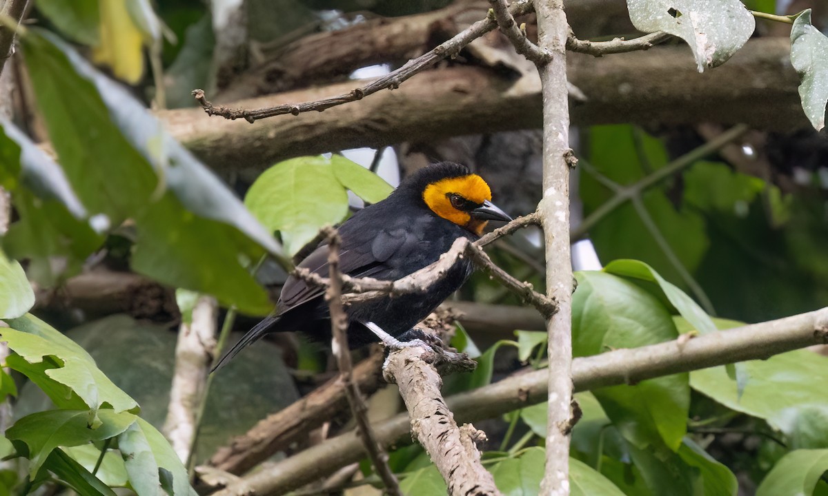 Black-billed Weaver - ML631686351