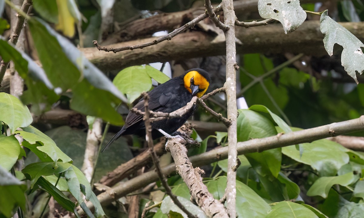 Black-billed Weaver - ML631686353