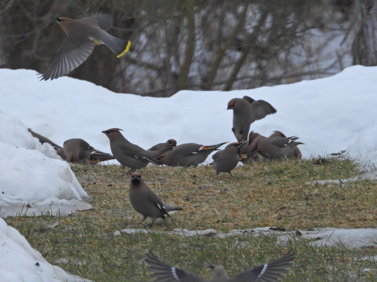 Bohemian Waxwing - ML631686453