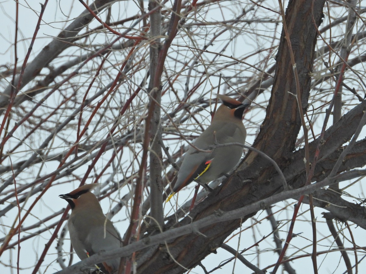 Bohemian Waxwing - ML631686458