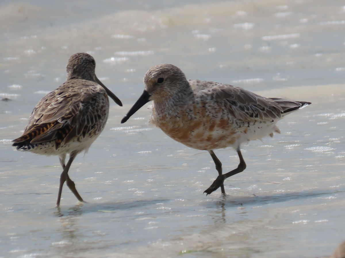 Red Knot - ML631686537