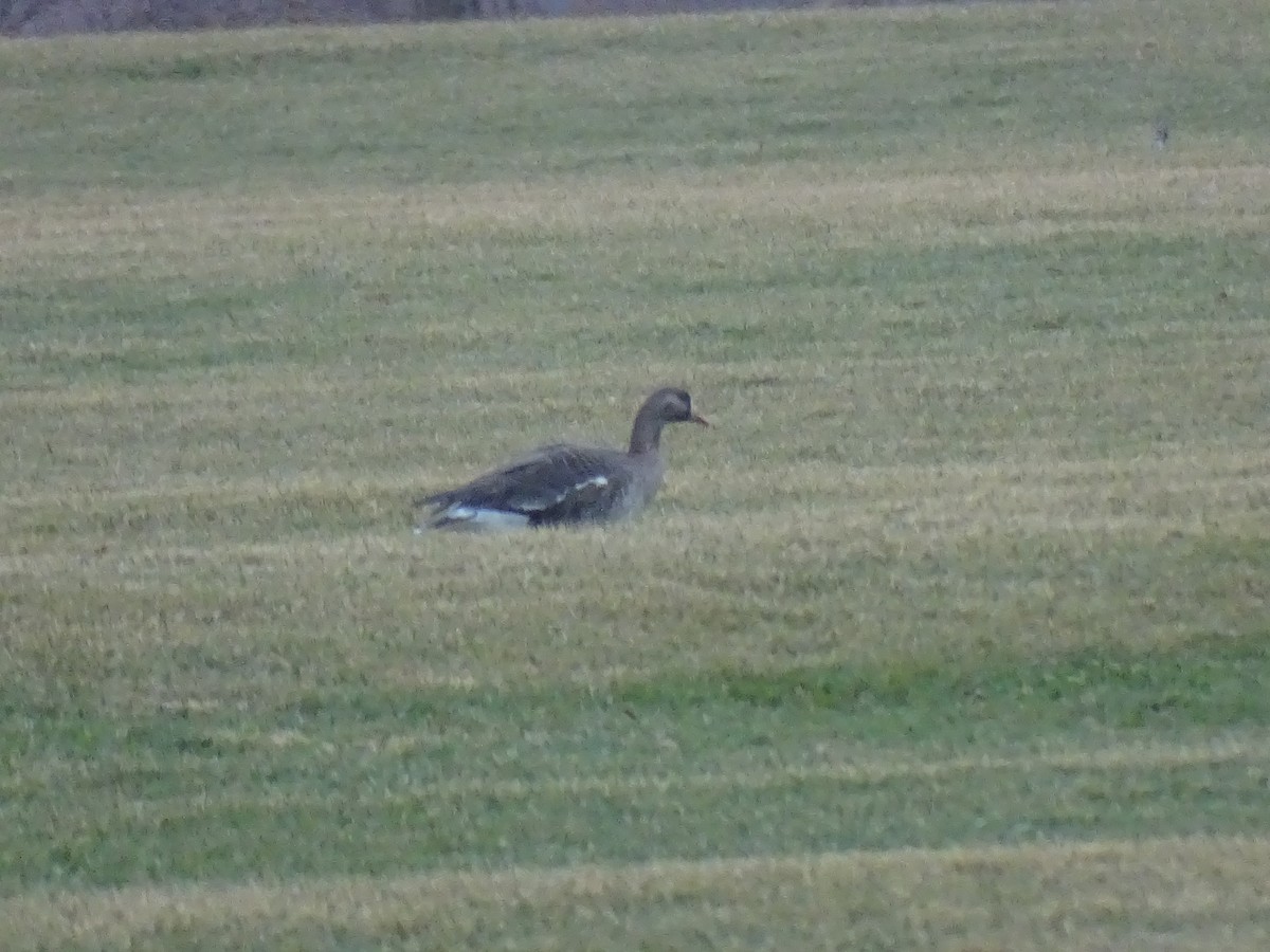 Greater White-fronted Goose - ML631686553