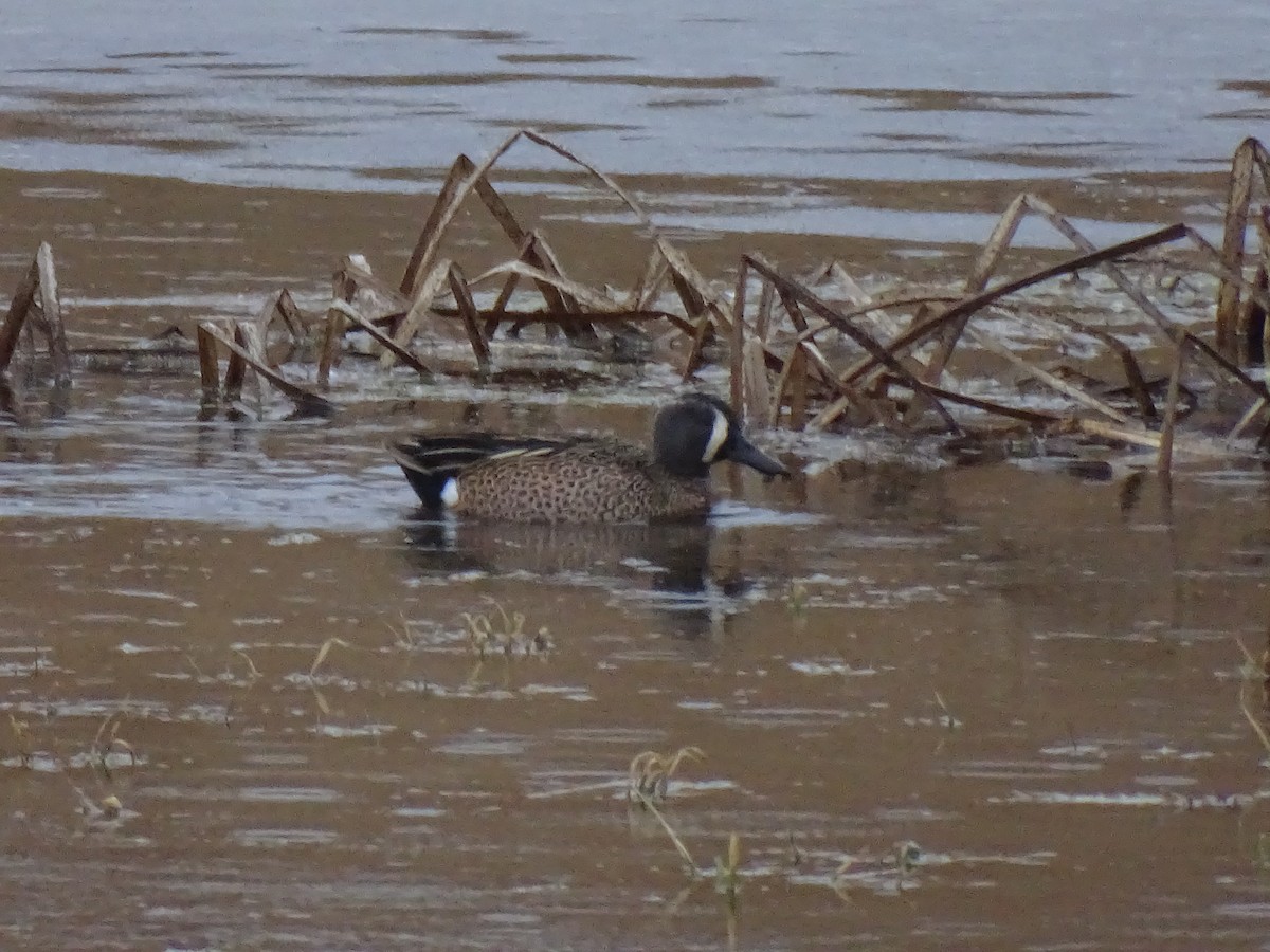 Blue-winged Teal - ML631686565