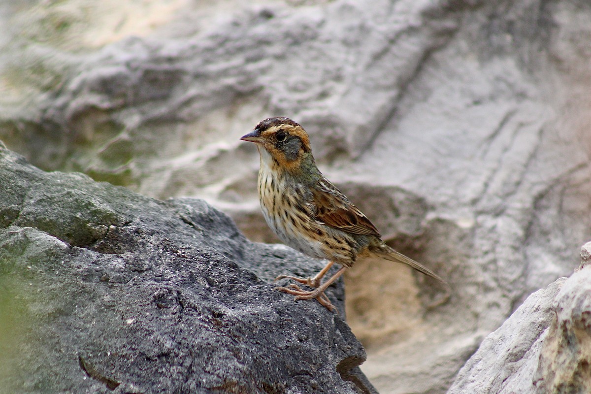 Bruant à queue aiguë - ML631686779