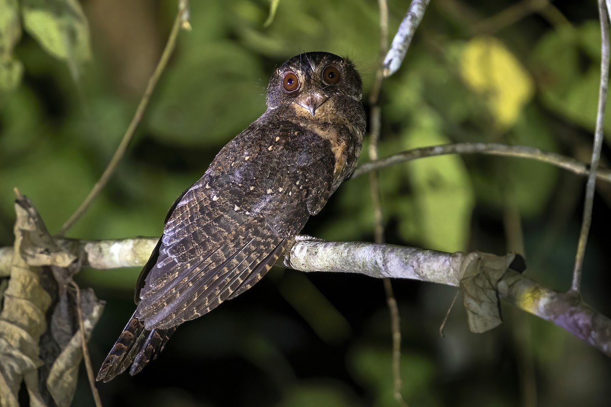 Moluccan Owlet-nightjar - ML631687039