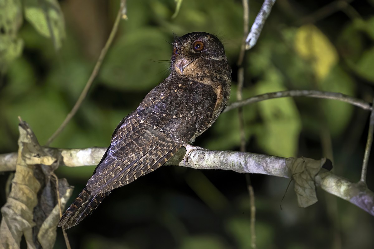 Moluccan Owlet-nightjar - ML631687040