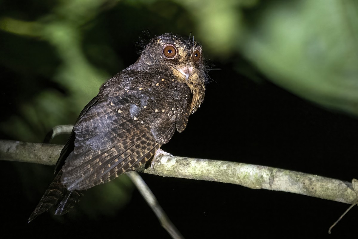 Moluccan Owlet-nightjar - ML631687041