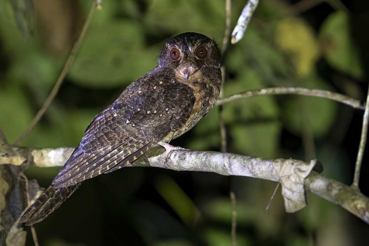 Moluccan Owlet-nightjar - ML631687042