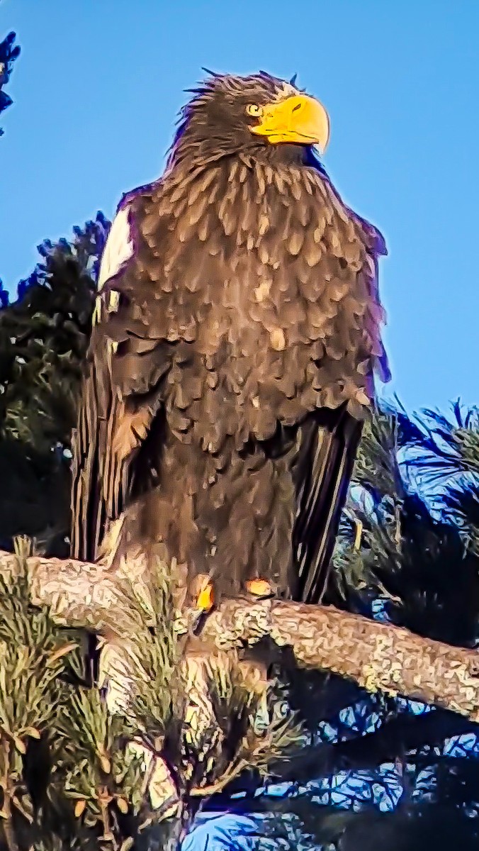 Steller's Sea-Eagle - ML631687122