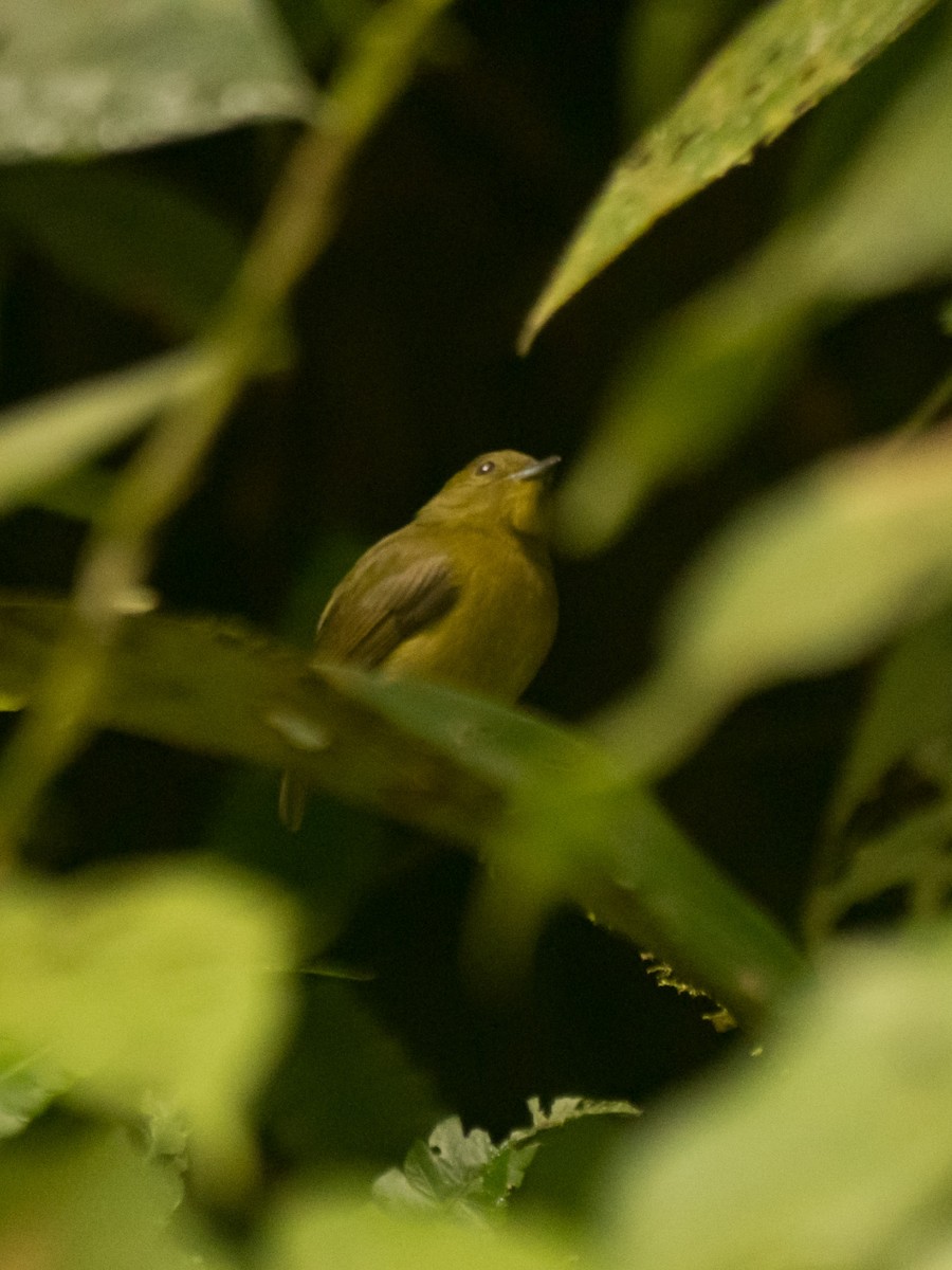 Golden-collared Manakin - ML631687146