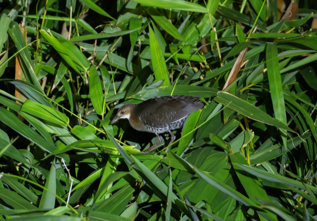 Band-bellied Crake - ML631687227