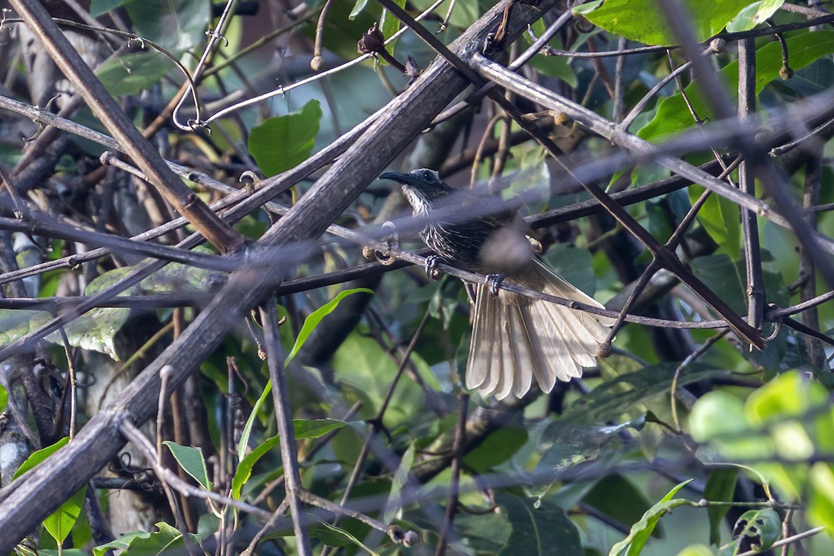 White-streaked Friarbird - ML631687230
