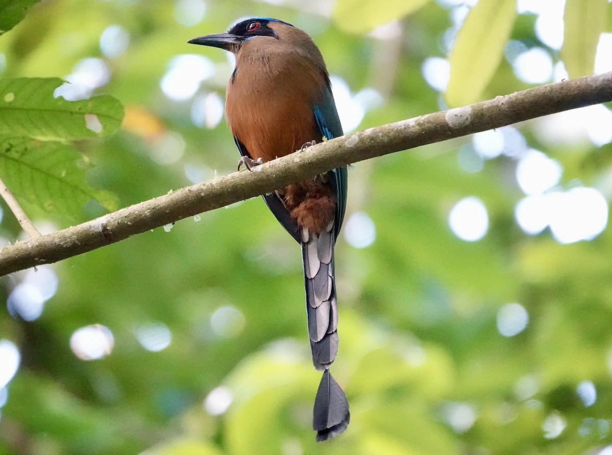 Whooping Motmot - ML631687251