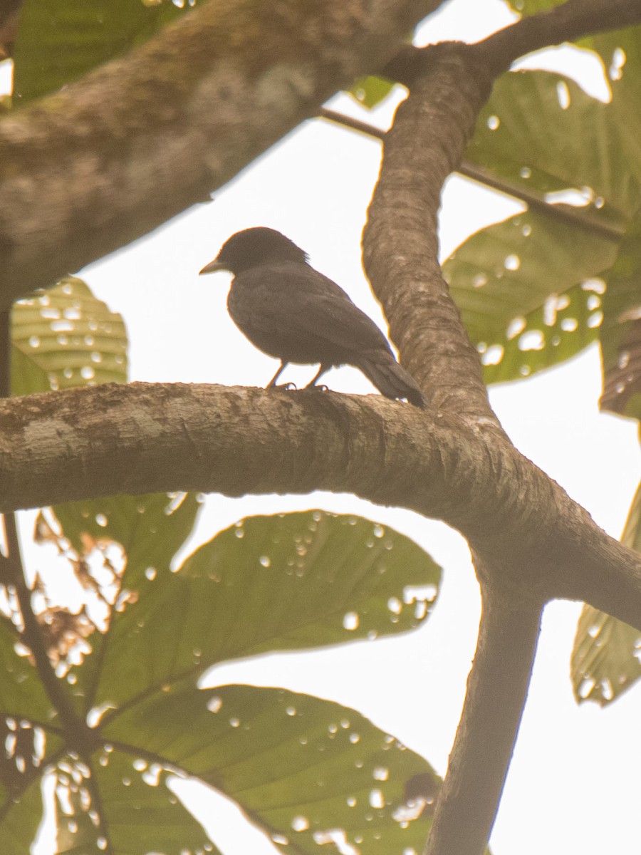 Scarlet-rumped Cacique (Pacific) - ML631687274