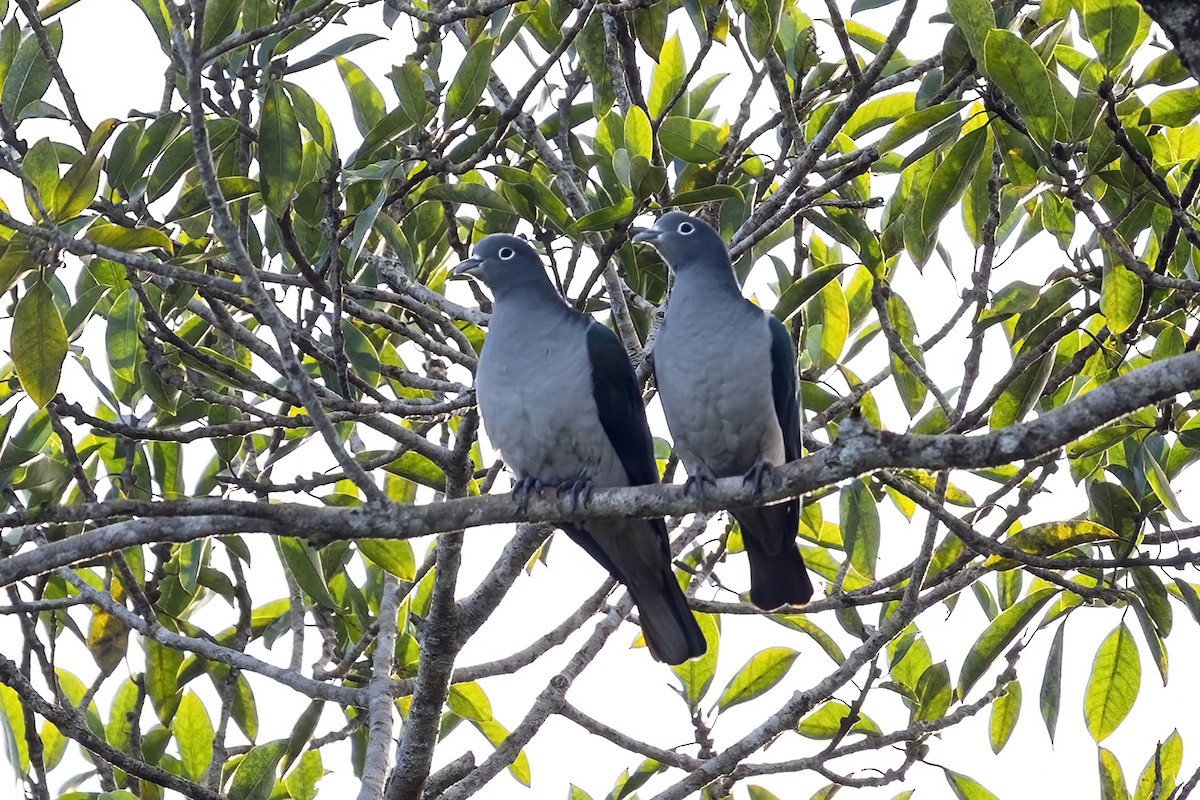 Spectacled Imperial-Pigeon - ML631687282
