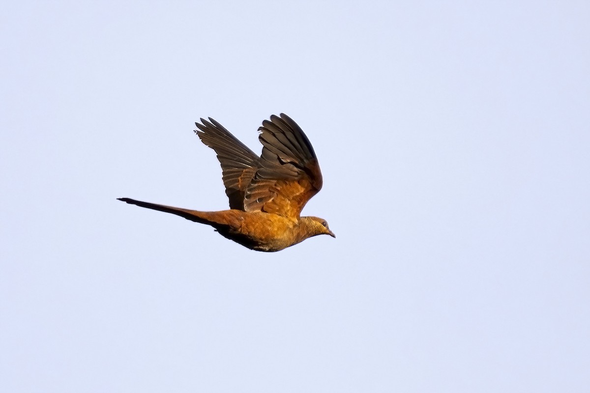 Sultan's Cuckoo-Dove - ML631687284