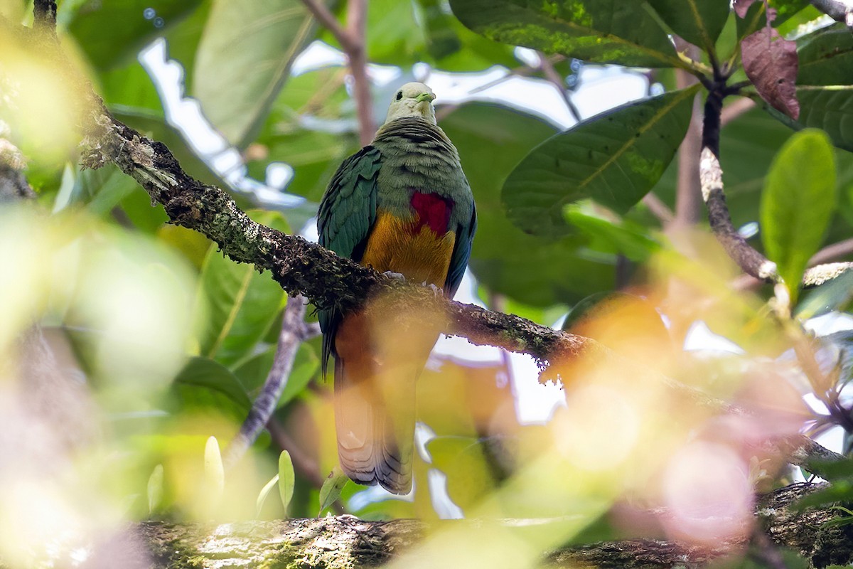 Scarlet-breasted Fruit-Dove - ML631687313