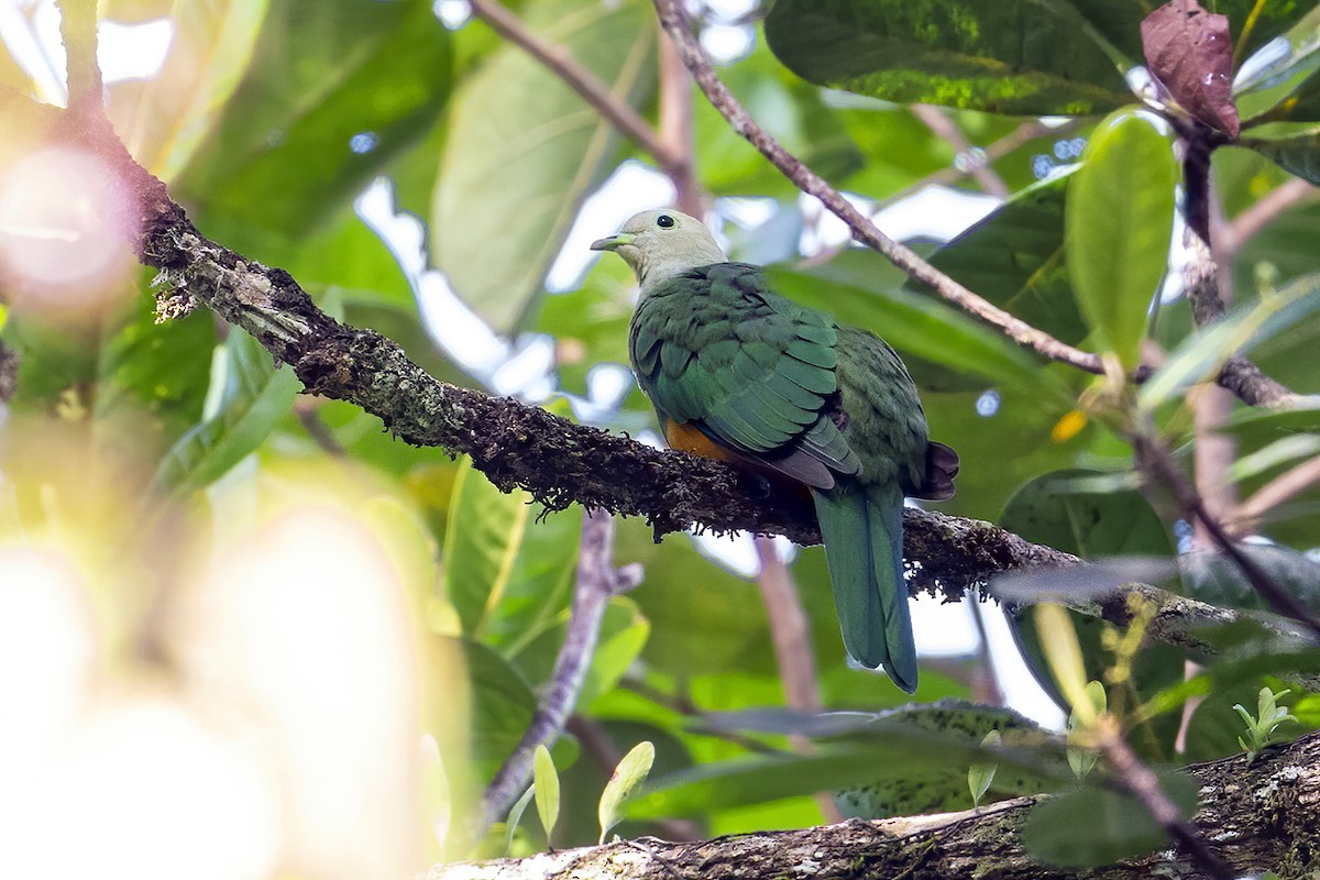 Scarlet-breasted Fruit-Dove - ML631687314