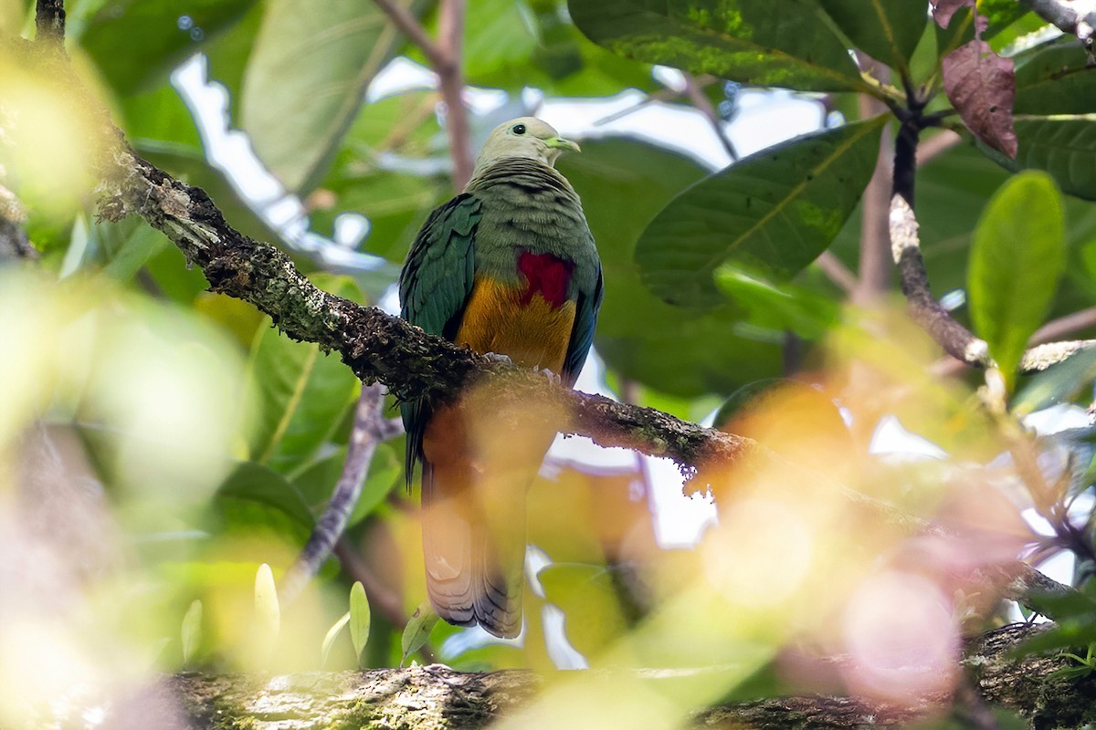 Scarlet-breasted Fruit-Dove - ML631687315