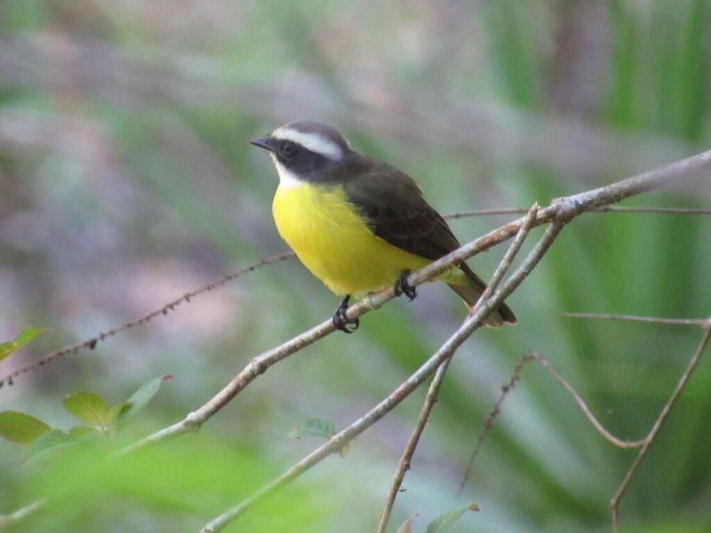 Social Flycatcher - ML631687333