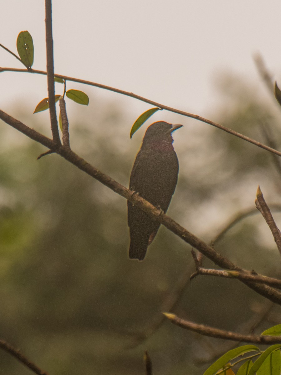 Purple-throated Fruitcrow - ML631687345