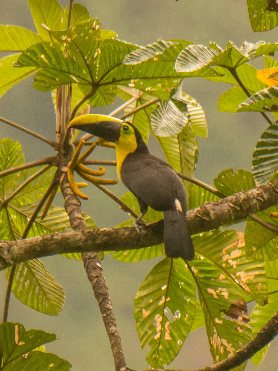 Choco Toucan - ML631687407