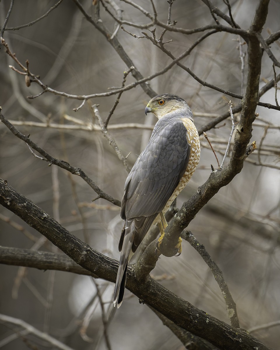 Cooper's Hawk - ML631687714