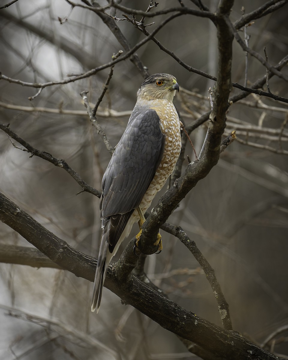 Cooper's Hawk - ML631687715