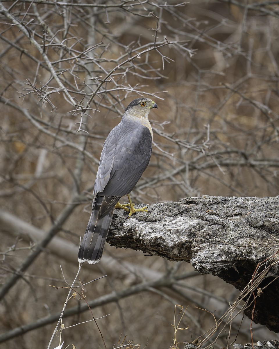 Cooper's Hawk - ML631687716