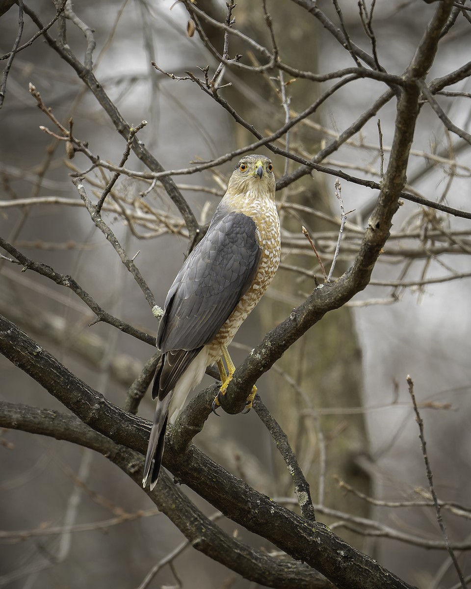 Cooper's Hawk - ML631687717