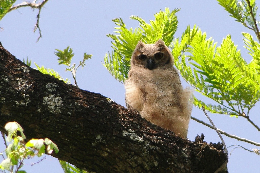 Great Horned Owl - ML63168791