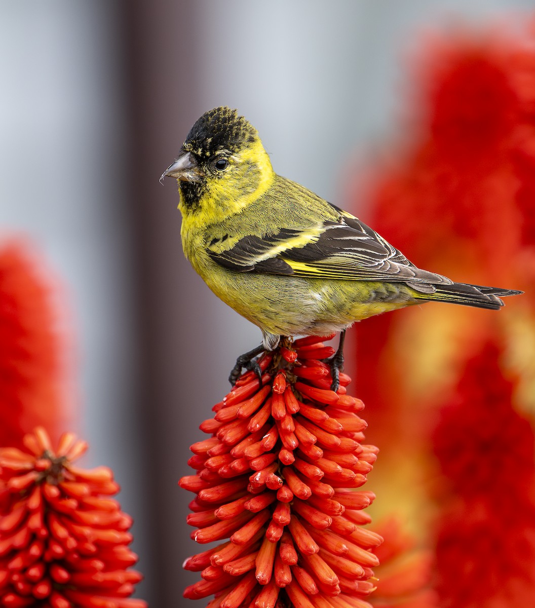 Чиж бородатий - ML631687923