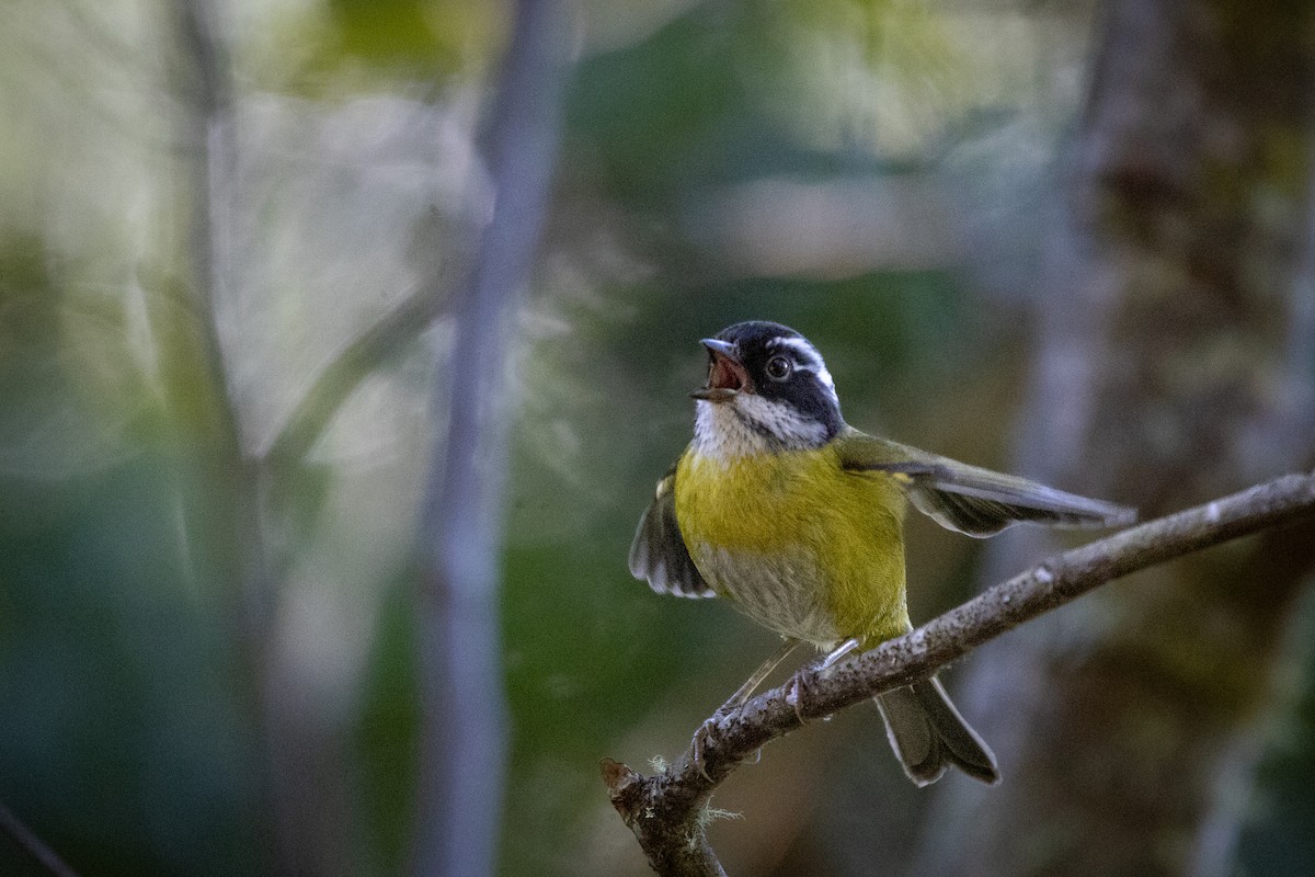 Sooty-capped Chlorospingus - ML631688114