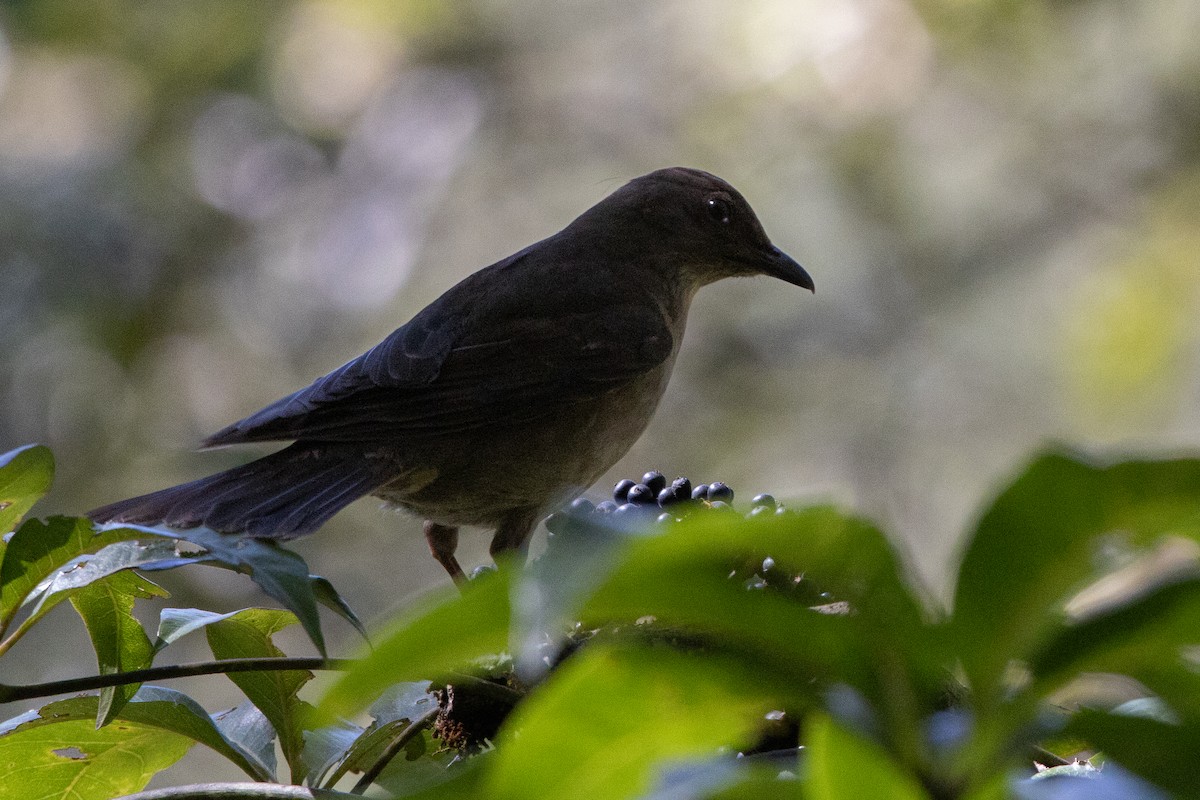 Mountain Thrush - ML631688123