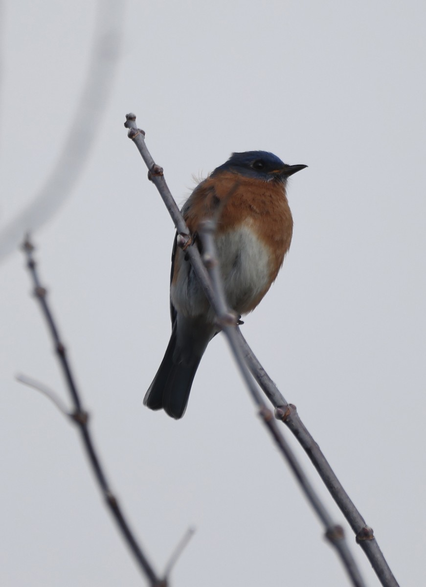 Eastern Bluebird - ML631688126