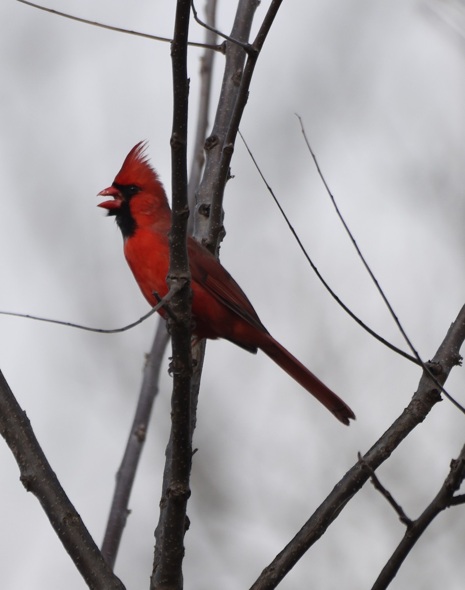 Northern Cardinal - ML631688131