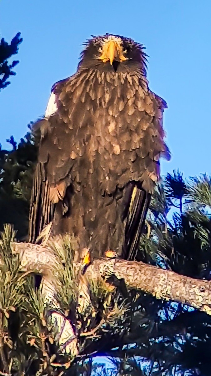 Steller's Sea-Eagle - ML631688148