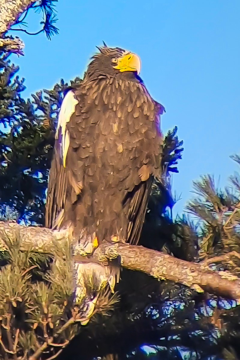 Steller's Sea-Eagle - ML631688149