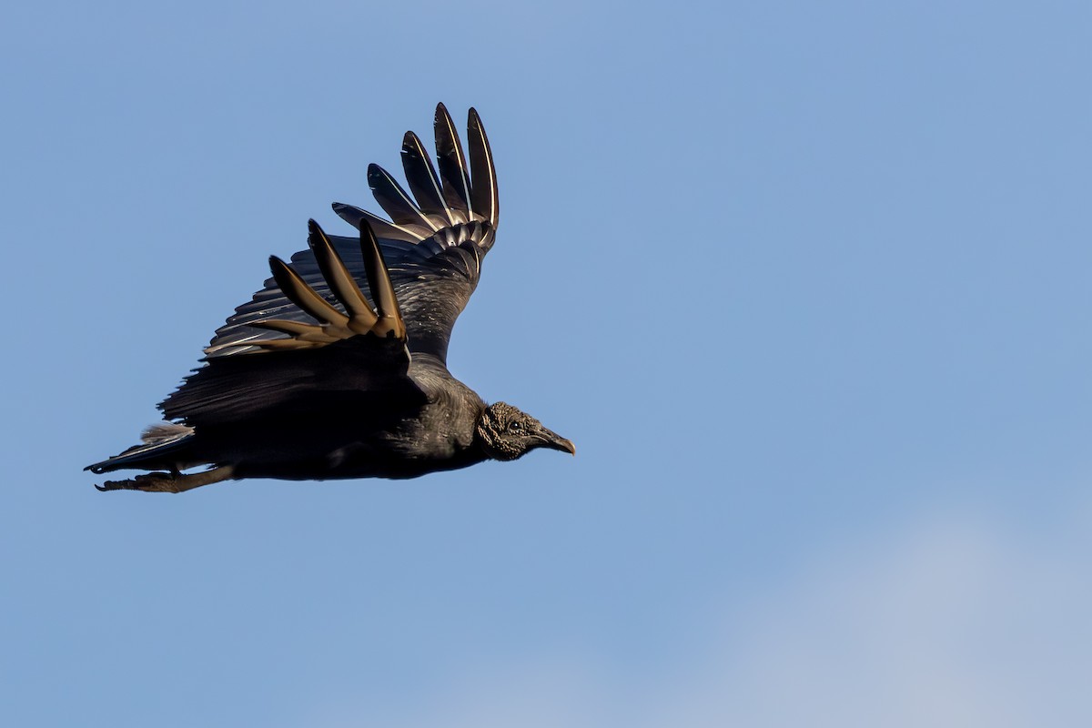 Black Vulture - ML631688357