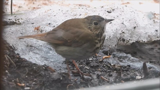 Hermit Thrush - ML631688402