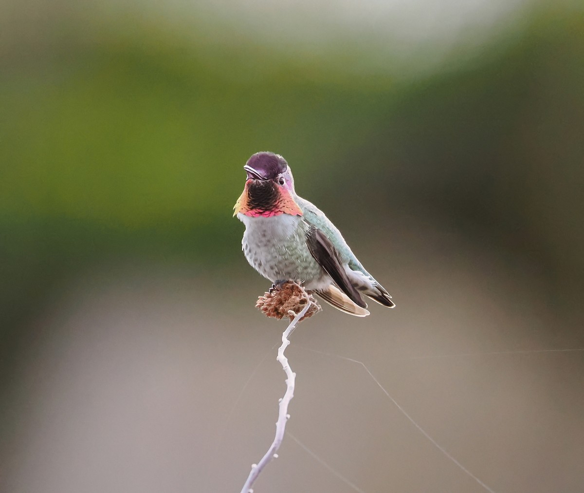 Anna's Hummingbird - ML631688410