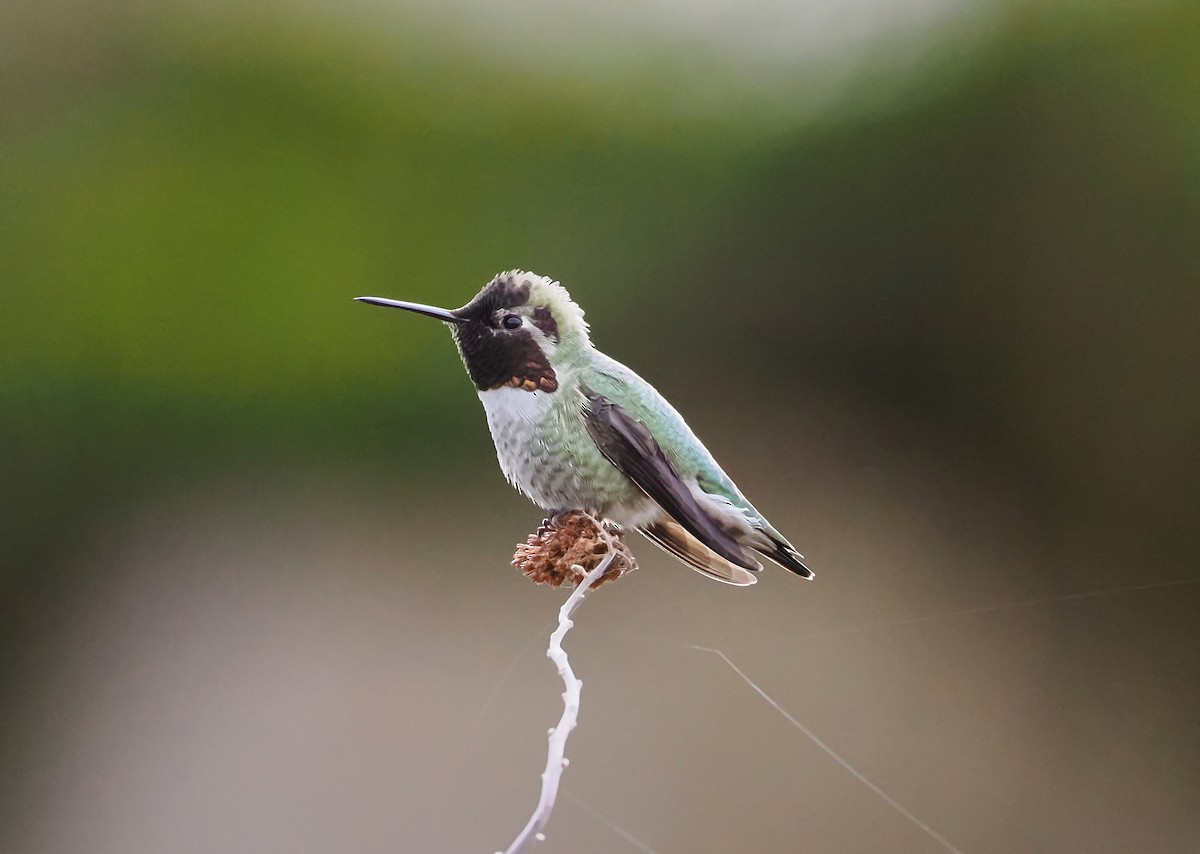 Anna's Hummingbird - ML631688422