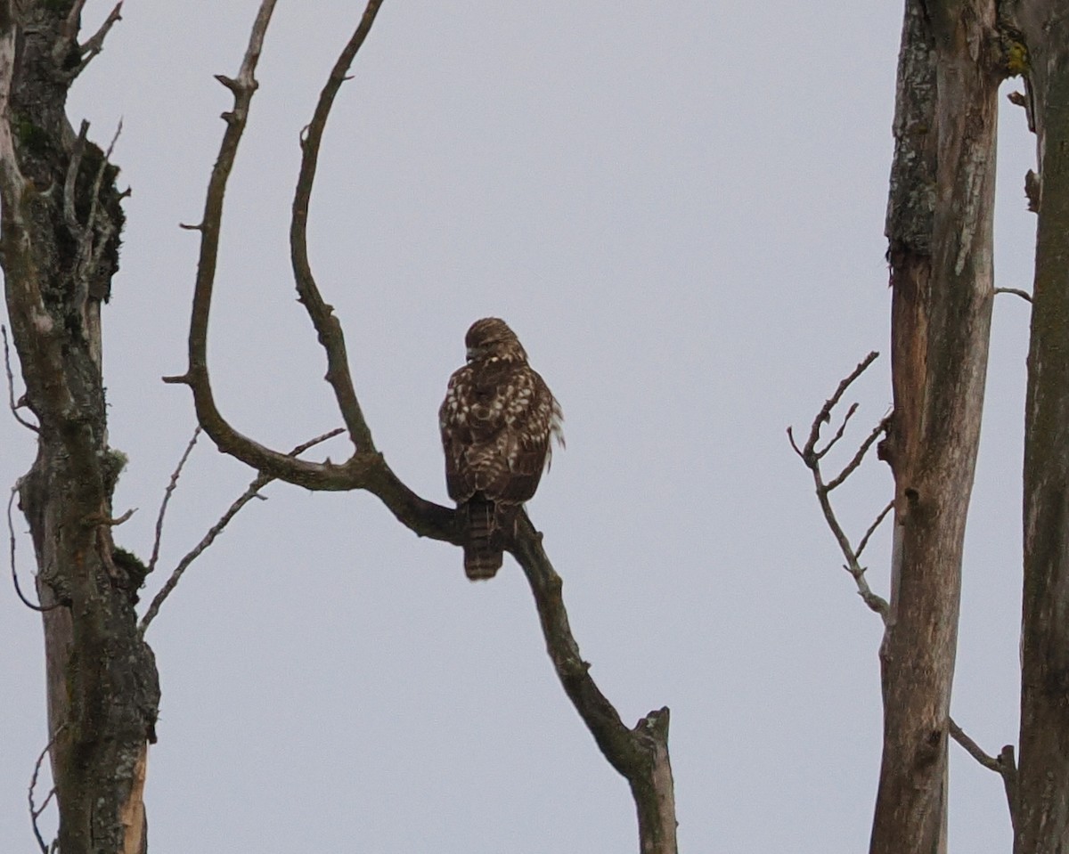 Red-tailed Hawk - ML631688435