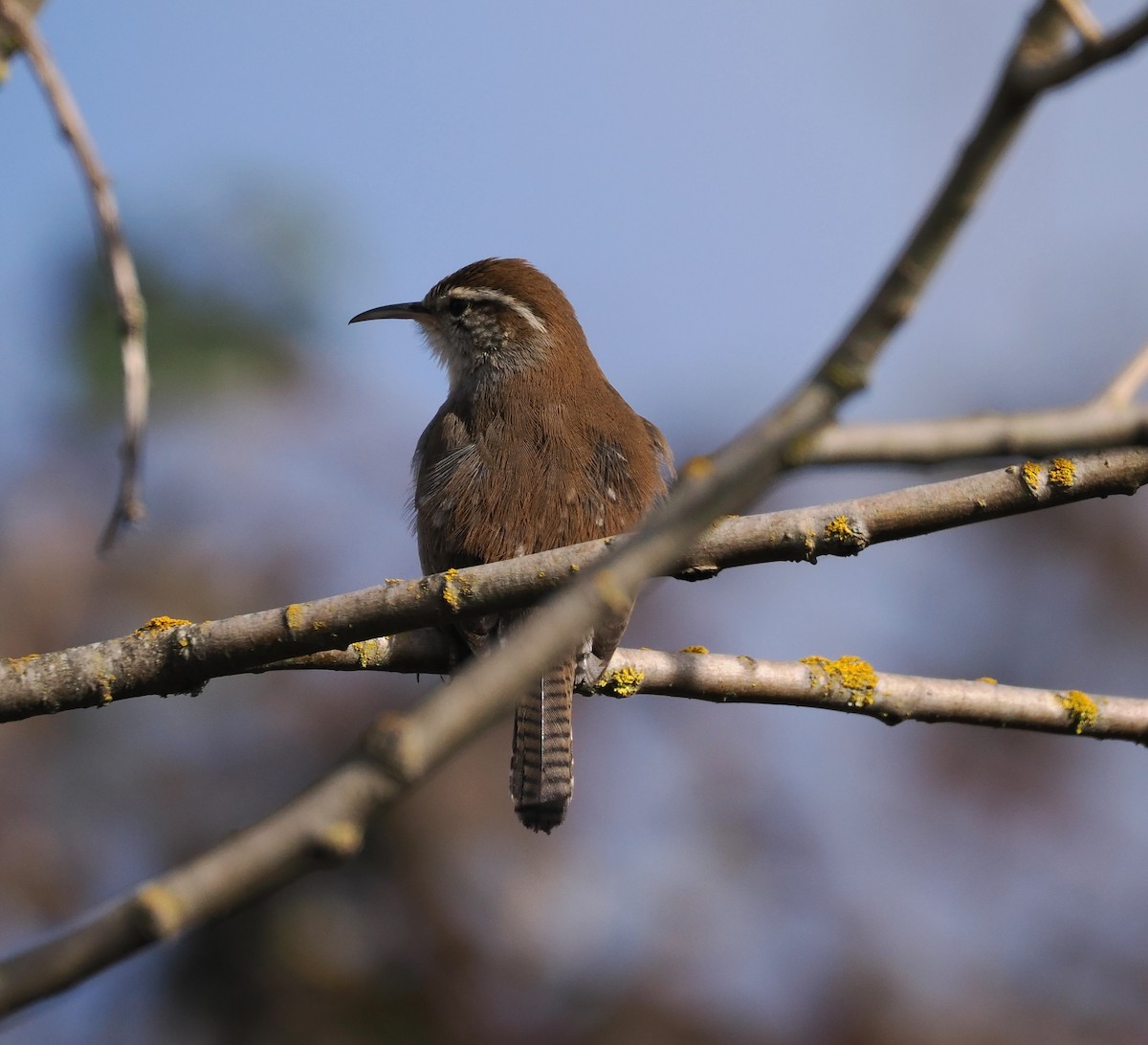 Bewick's Wren - ML631688447