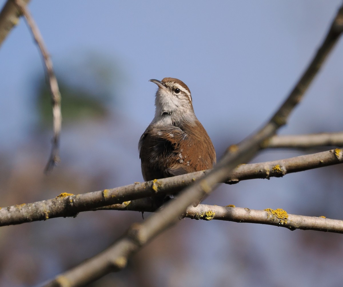 Bewick's Wren - ML631688472