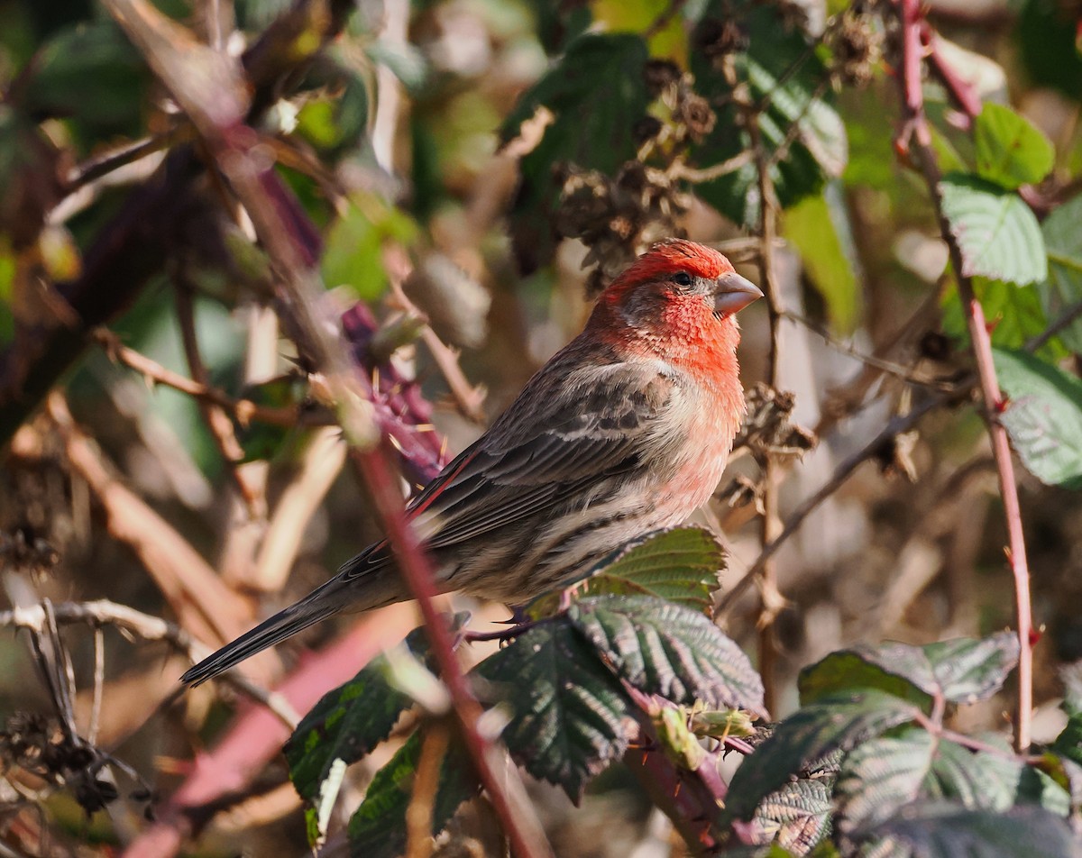 House Finch - ML631688475