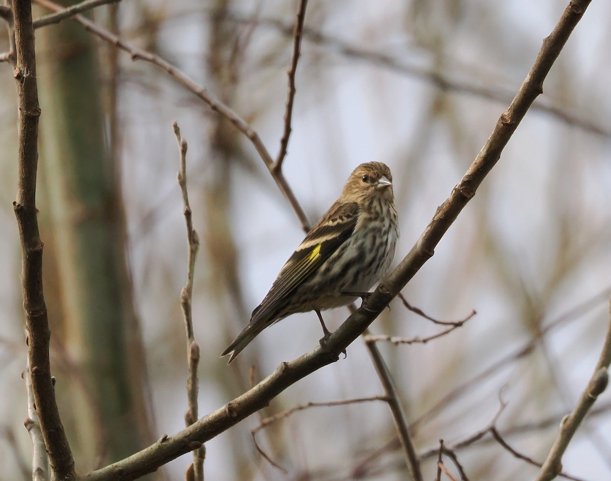 Pine Siskin - ML631688486